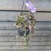 Ceropegia woodii (Lampášik) ´VARIEGATA´ -  kont. C1,5L, výška 30-50 cm